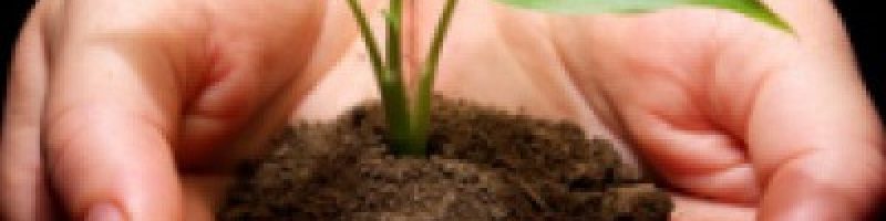 Sapling